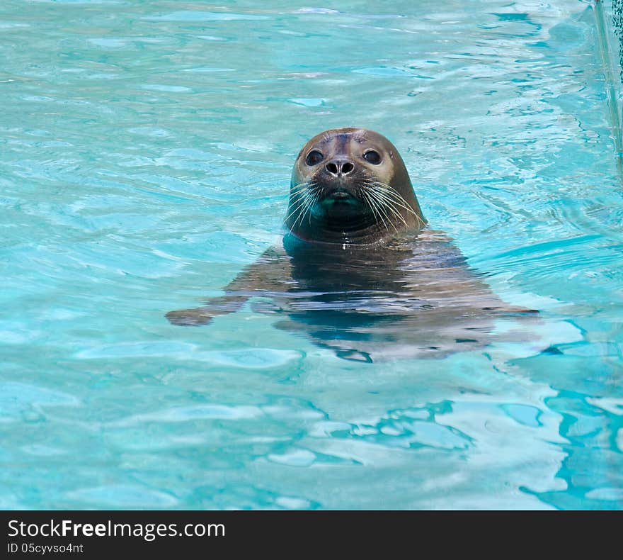 Phoca vitulina in artificial water. Phoca vitulina in artificial water