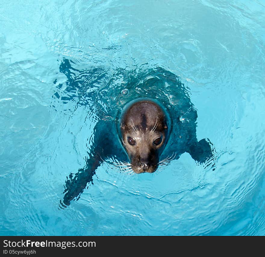 Phoca vitulina in artificial water. Phoca vitulina in artificial water