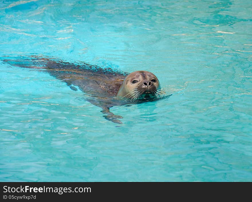 Phoca vitulina in artificial water. Phoca vitulina in artificial water