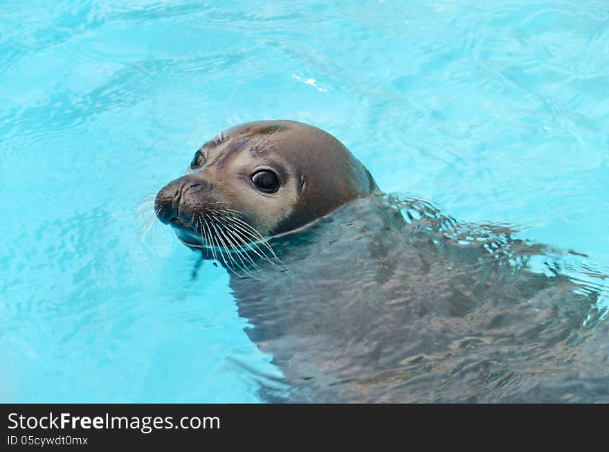 Phoca vitulina in artificial water. Phoca vitulina in artificial water