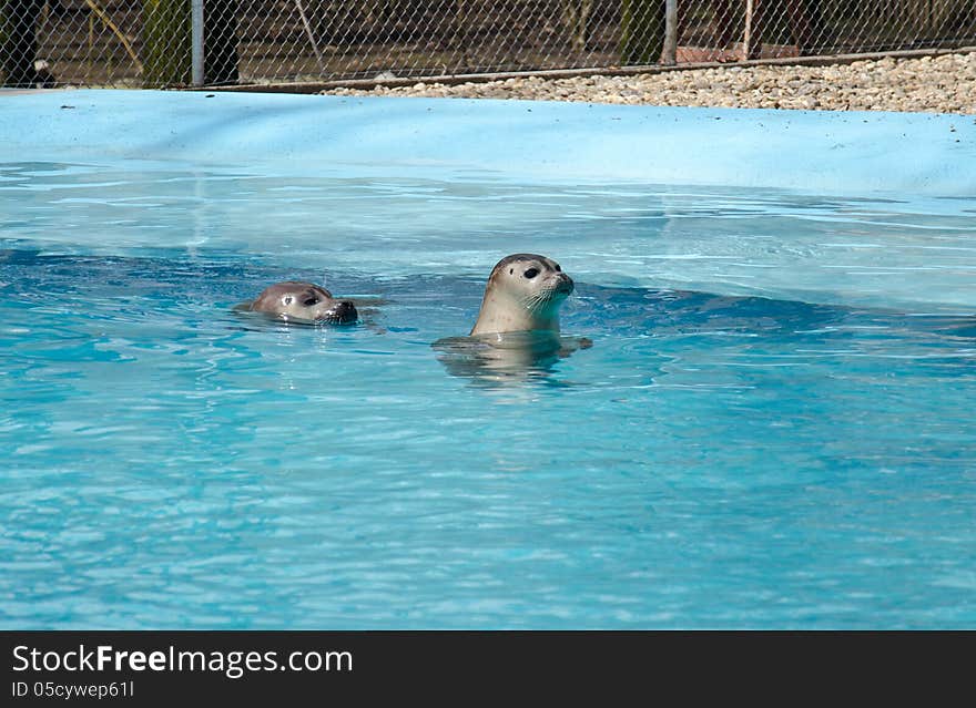 Phoca vitulina in artificial water. Phoca vitulina in artificial water