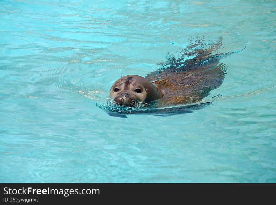 Phoca vitulina in artificial water. Phoca vitulina in artificial water