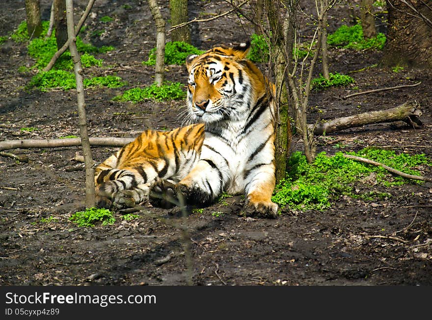 Panthera tigris. Largest cat in the world. Panthera tigris. Largest cat in the world.