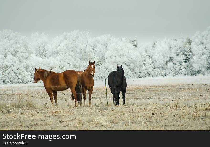 Three horses on the field in winter