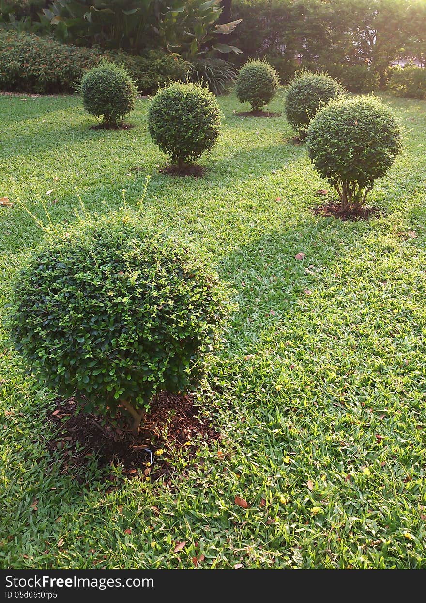 Ornamental green bush in garden