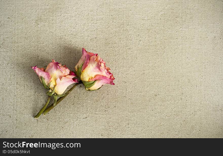 Dried roses on a painted canvas