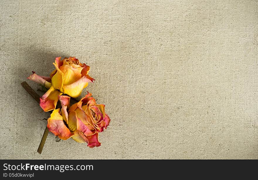 Dried Roses On A Painted Canvas