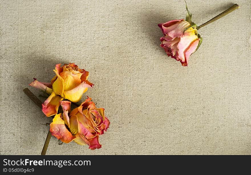 Dried roses on a painted canvas