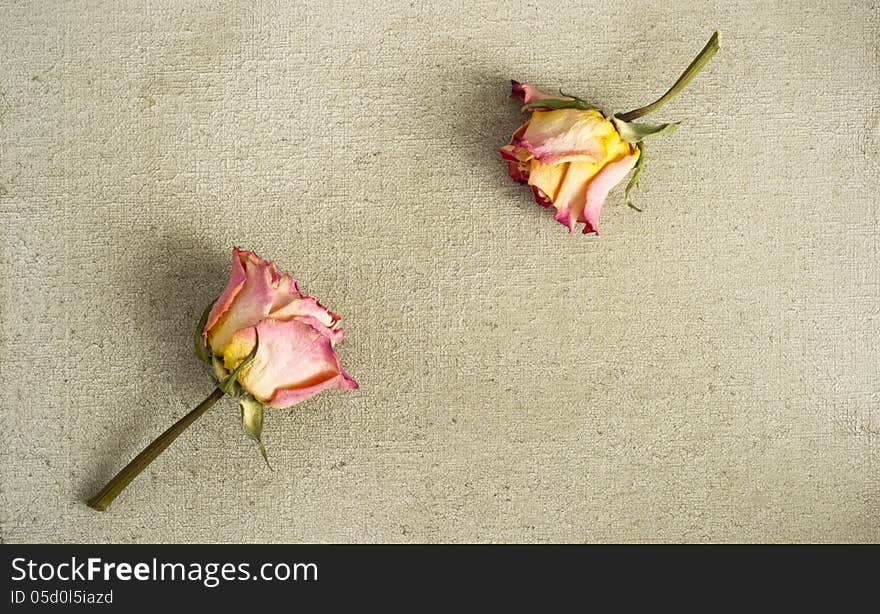 Dried roses on a painted canvas