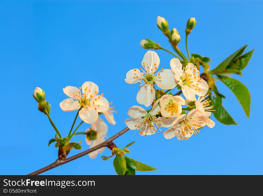 Spring flower blossom