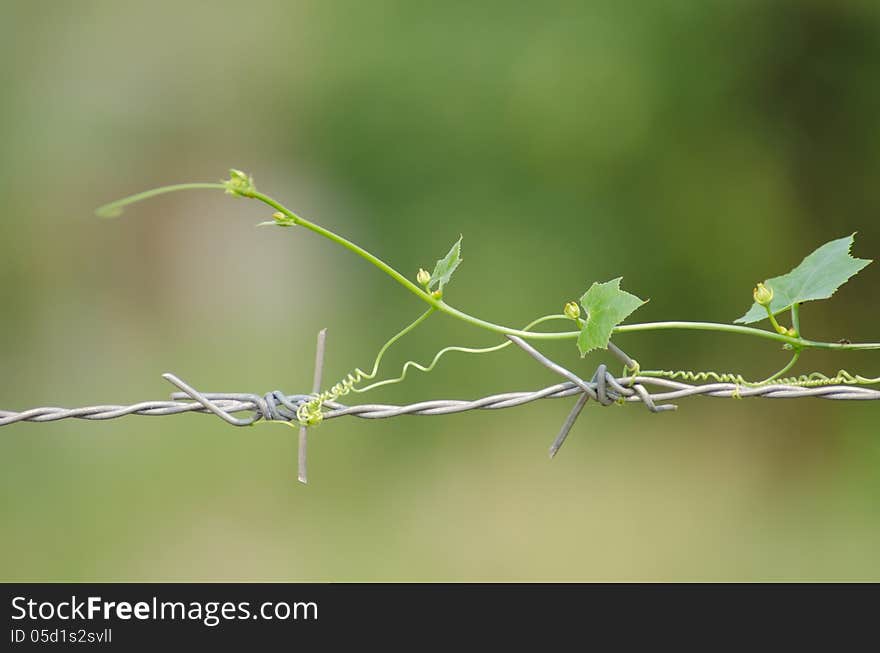 Gourd on the barbed wire