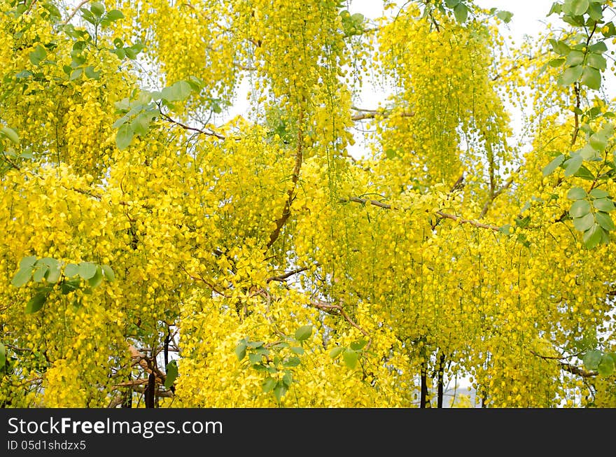 Cassia Fistula Flower