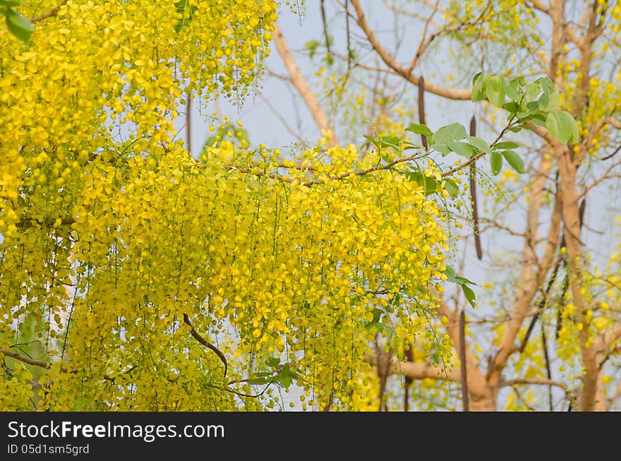 Cassia fistula flower . National flower of Thailand