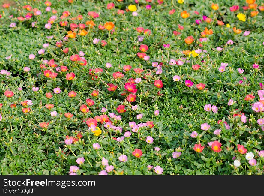 Portulaca Flower