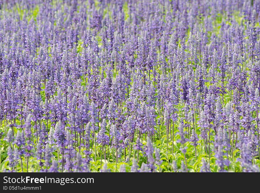 Salvia pratensis