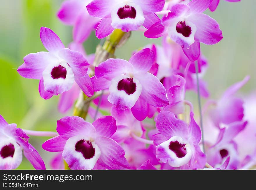 Pink Dendrobium  Orchid