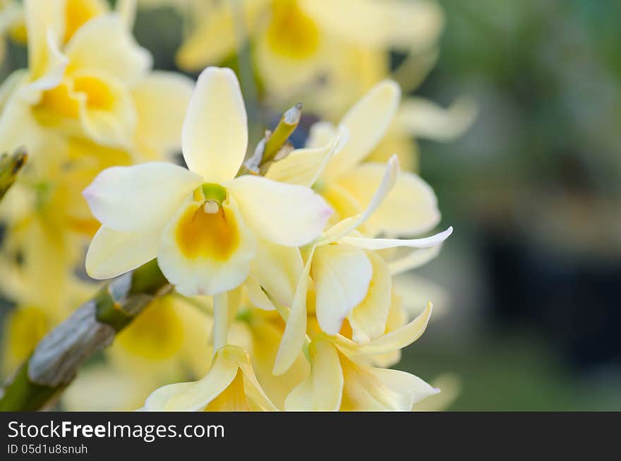 Yellow Dendrobium Orchid