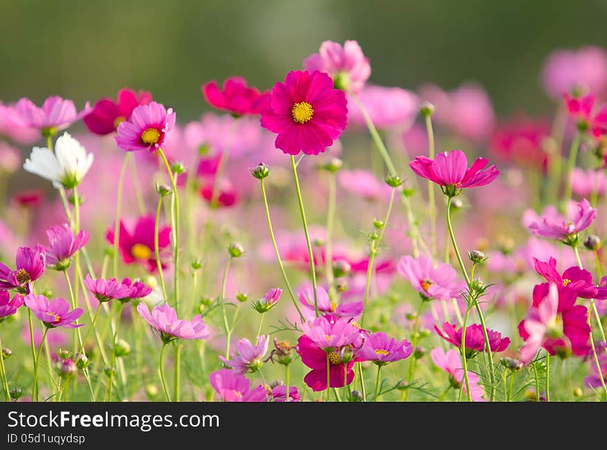 Cosmos flowers