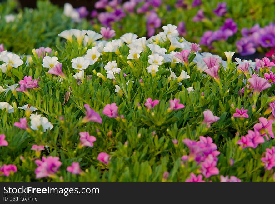 Petunia blossom