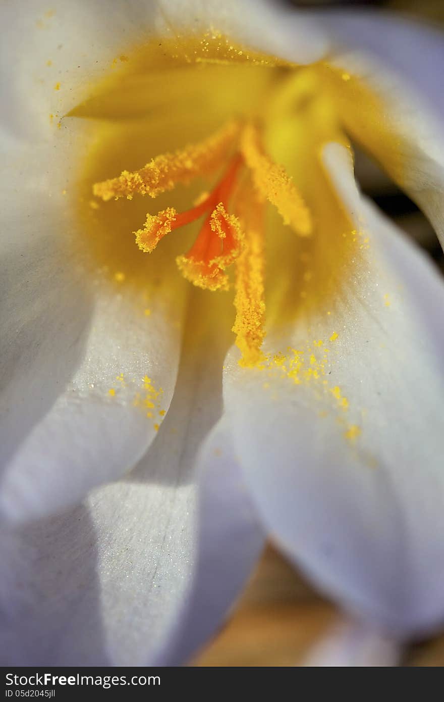 Macro flower