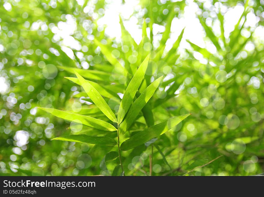 Fresh bamboo leaves border, green plant stalk at summer in the garden.