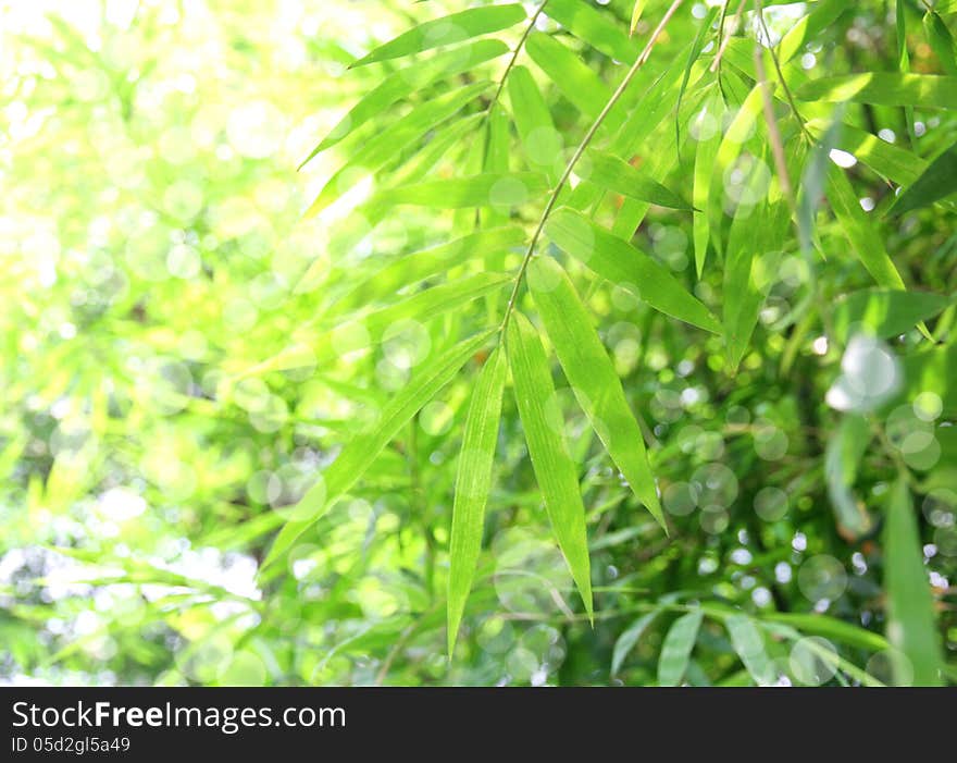 Fresh bamboo leaves border, green plant stalk at summer in the garden.