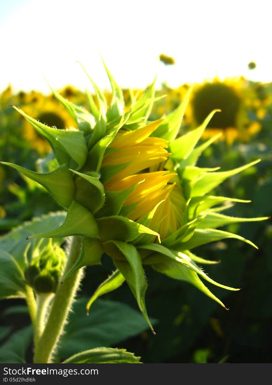 Eautiful green sunflower in the field