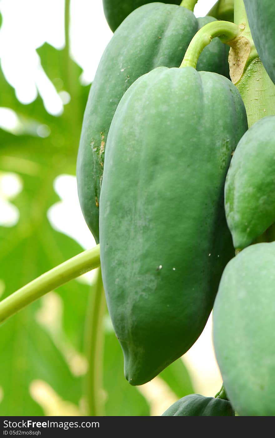 Heap of green papayas on tree. Heap of green papayas on tree.