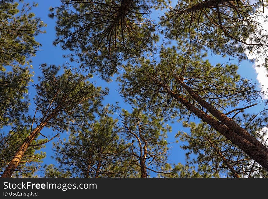 Pinus on Blue Sky