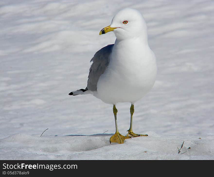 Seagull Strutting On Snow