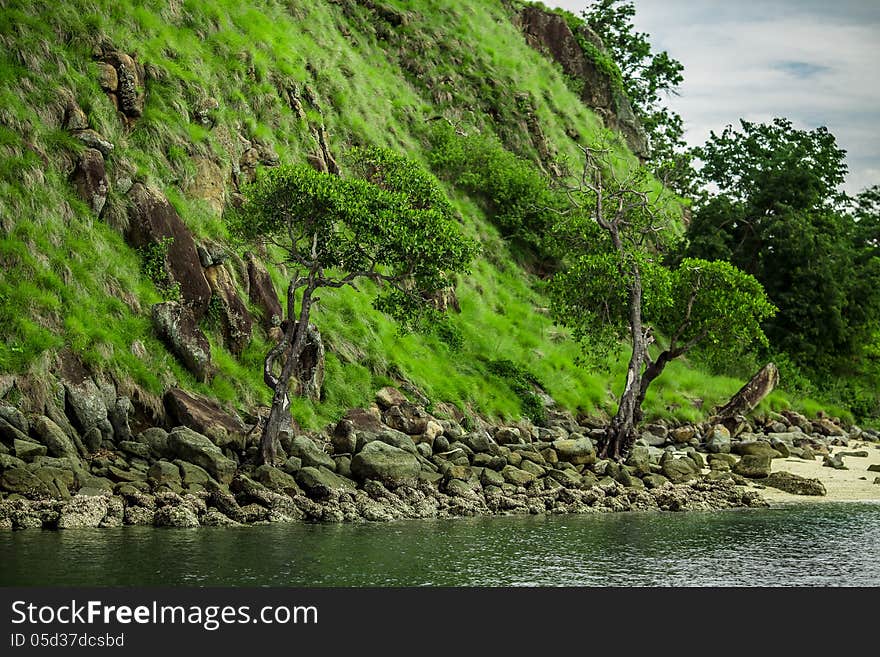 Grass and trees on small Island, Flores, Indonesia. Grass and trees on small Island, Flores, Indonesia