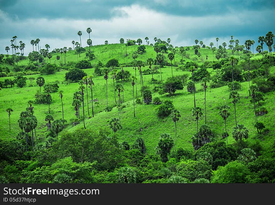 Green fields, grove, sky and trees on Komodo Island, Indonesia. Green fields, grove, sky and trees on Komodo Island, Indonesia