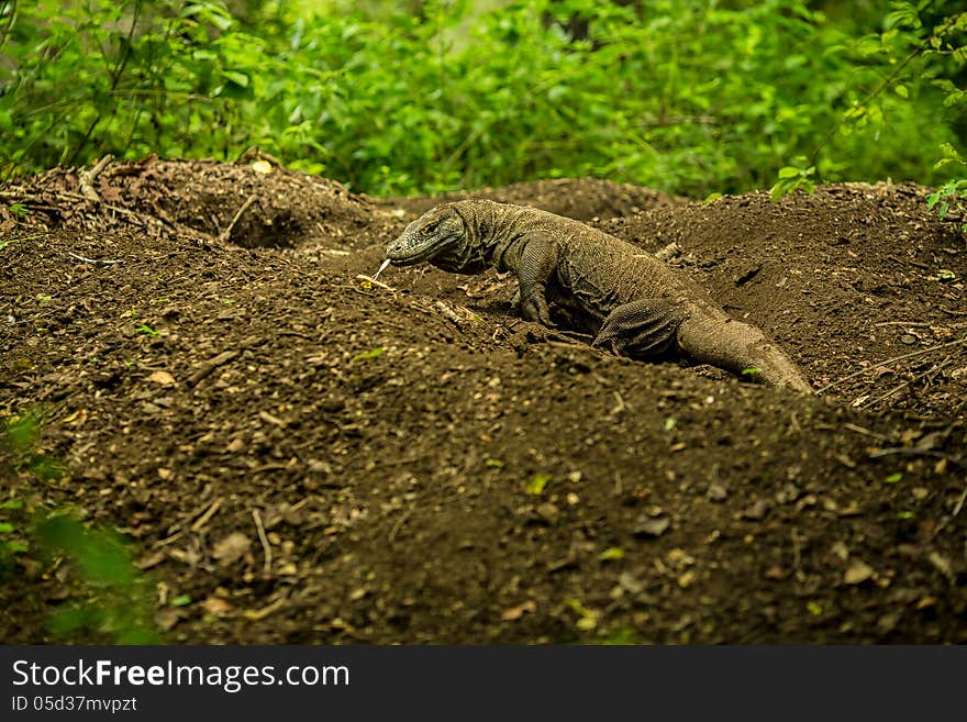 Giant lizard close on Komodo Island, Indonesia