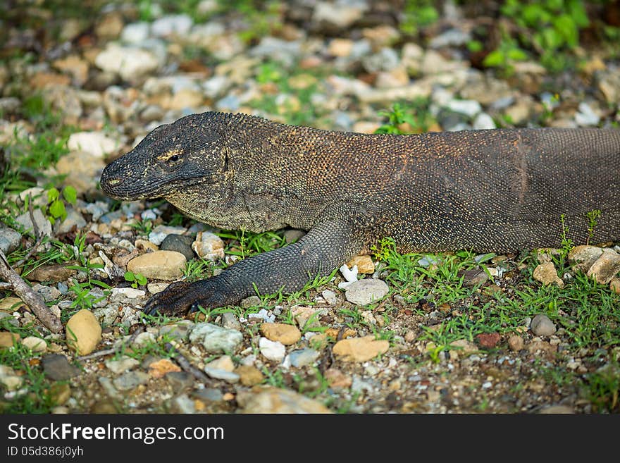 Giant Lizard Close On Komodo Island, Indonesia