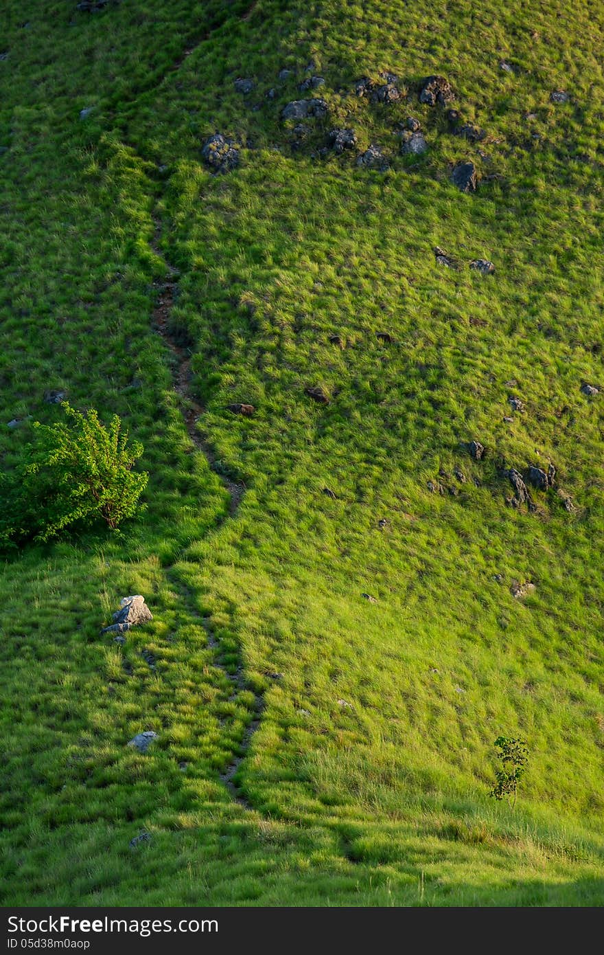 Green trail on the hill