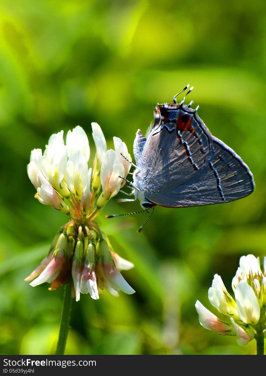 An eastern blue tailed butterfly rests on a clover flower. An eastern blue tailed butterfly rests on a clover flower