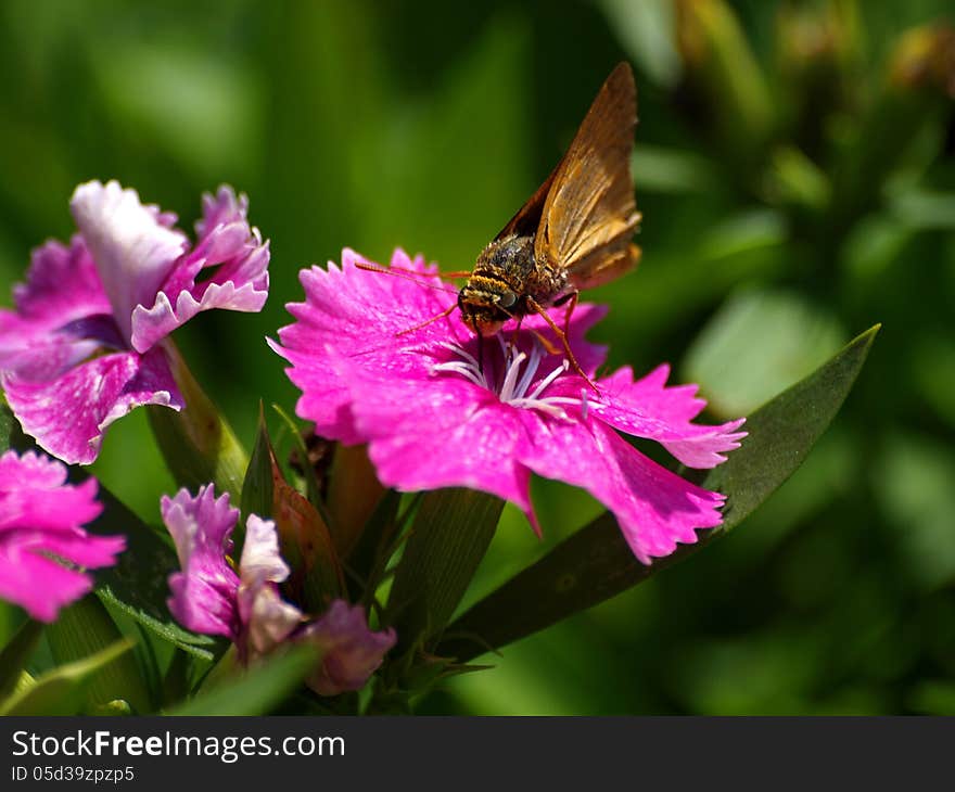 A butterfly gets his meal from a flower. A butterfly gets his meal from a flower