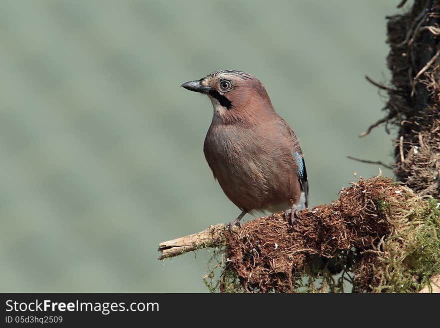 View of a jay perched on a branch against an out of focus background. View of a jay perched on a branch against an out of focus background.