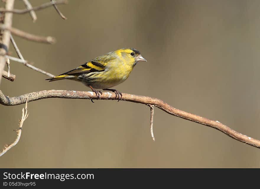 View of a siskin perched on a twig against an out of focus background. View of a siskin perched on a twig against an out of focus background.