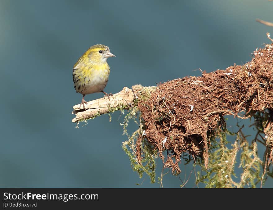 View of a siskin perched on a twig against an out of focus background. View of a siskin perched on a twig against an out of focus background.