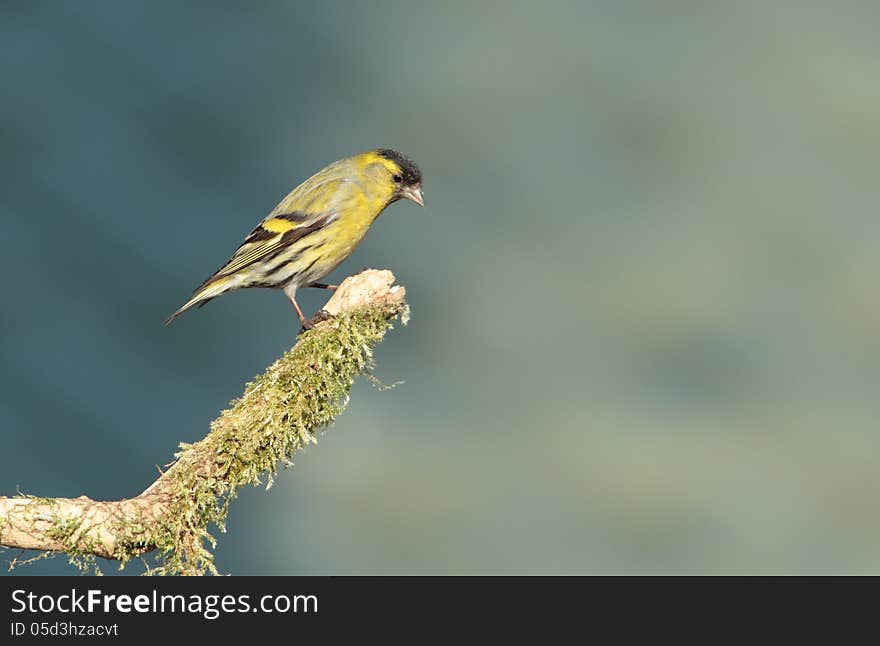 View of a siskin perched on a mossy twig against an out of focus background. View of a siskin perched on a mossy twig against an out of focus background.