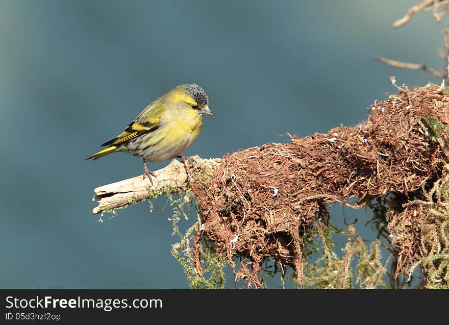 View of a siskin perched on a mossy twig against an out of focus background. View of a siskin perched on a mossy twig against an out of focus background.