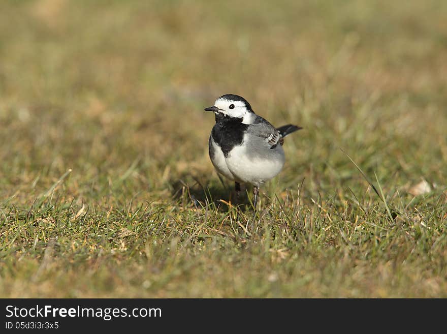 View of a wagtail foraging in grass. View of a wagtail foraging in grass.