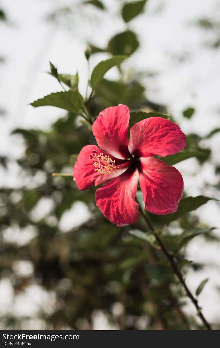 Hibiscus in the garden at Mae Fah Luang University