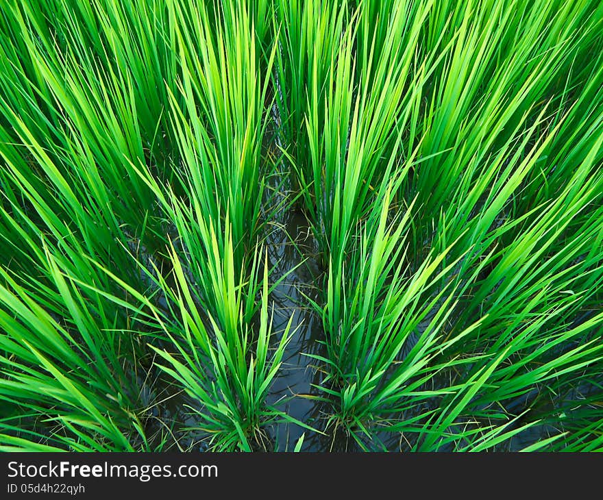 Paddy Rice In Field