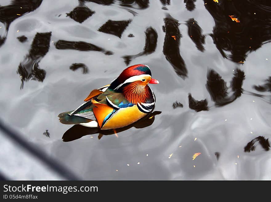 Mandarin duck floating on a lake.