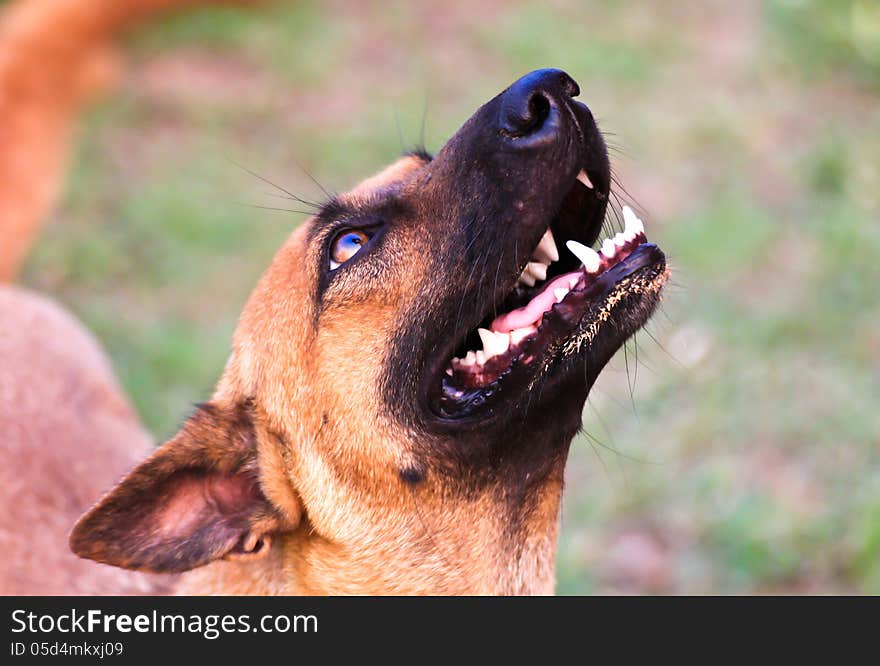 Closeup of dog's head, shot from below with shallow DOF, focus on eye. Closeup of dog's head, shot from below with shallow DOF, focus on eye