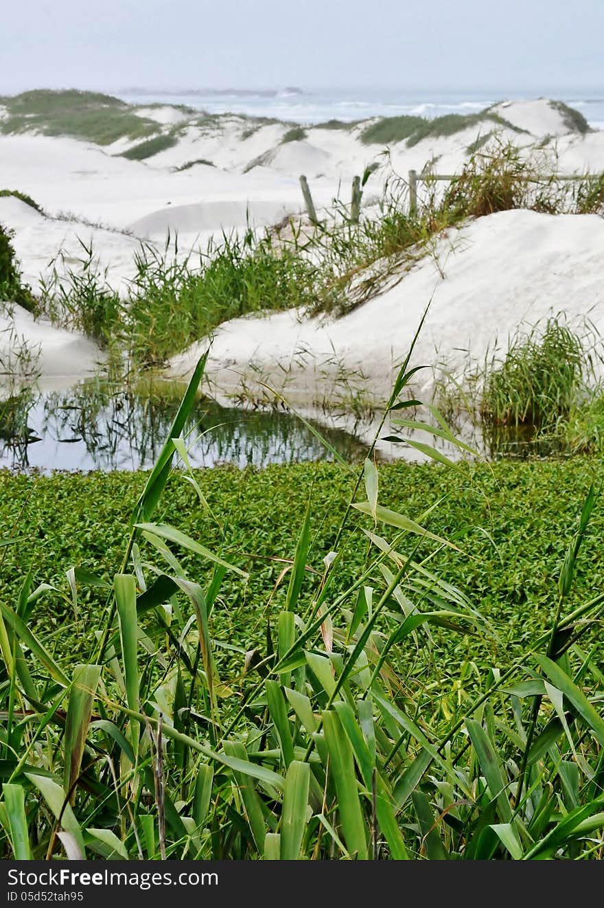 Landscape of reed grass and sand dunes. Landscape of reed grass and sand dunes