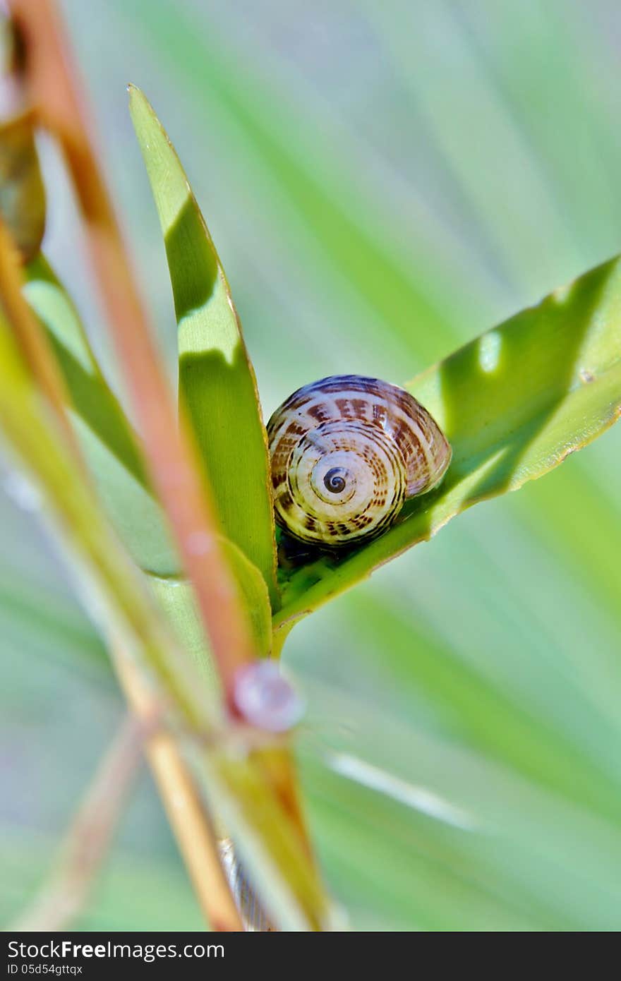 Snail on leaf