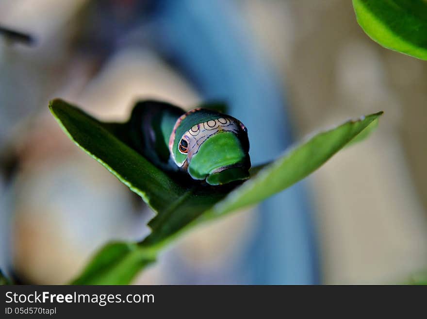 Close up of King Page Swallowtail Butterfly Caterpillar. Close up of King Page Swallowtail Butterfly Caterpillar